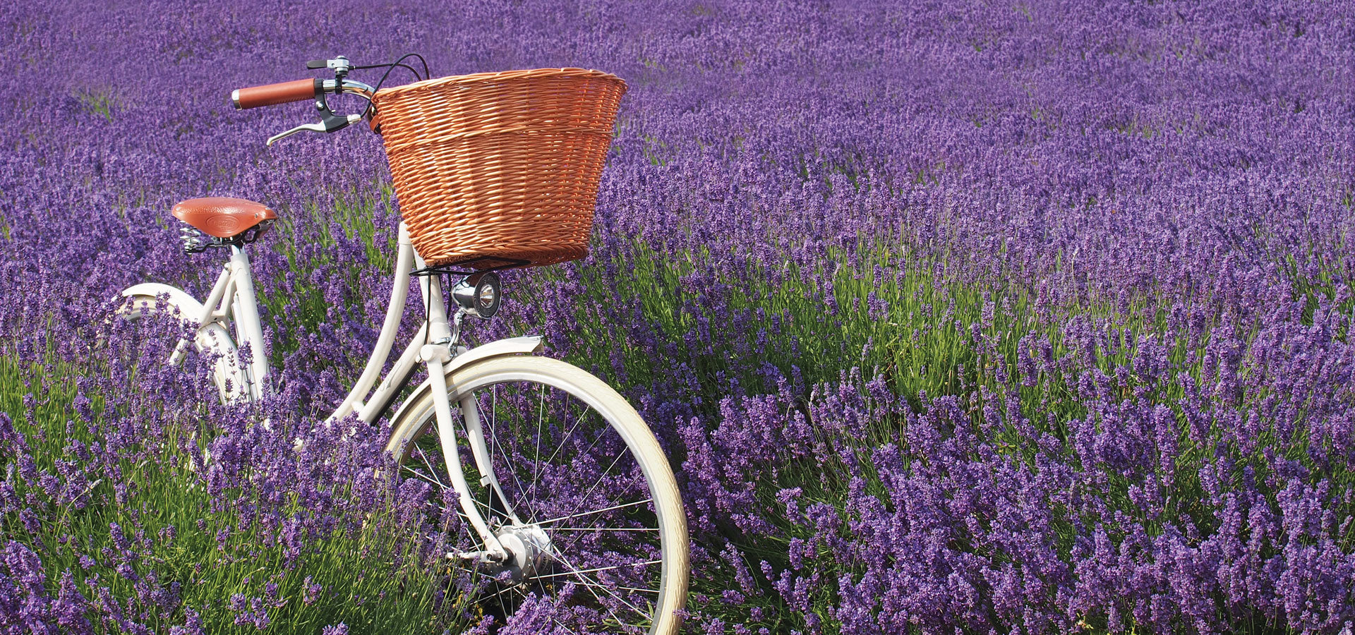 White vintage bike with basket and leather saddle standing amongst a field of purple lavender.